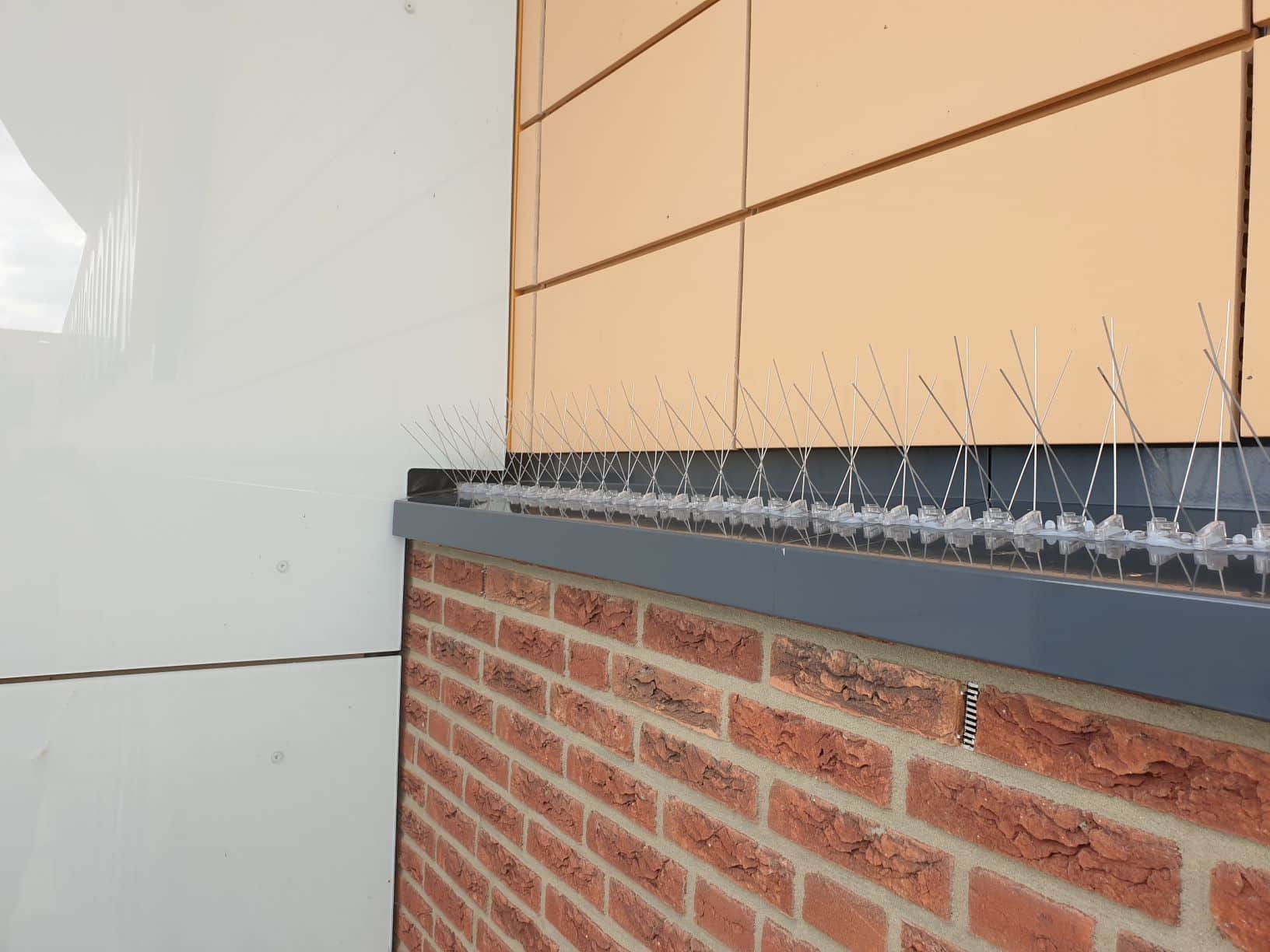 Duiven overlast - Dutch Bird Control